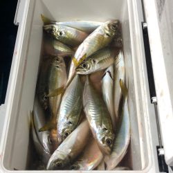 ヤザワ渡船 釣果