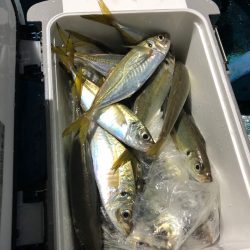 ヤザワ渡船 釣果