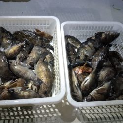 KIM Fishing Guide Service 釣果