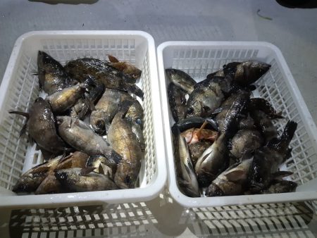 KIM Fishing Guide Service 釣果