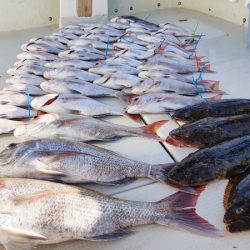 KIM Fishing Guide Service 釣果