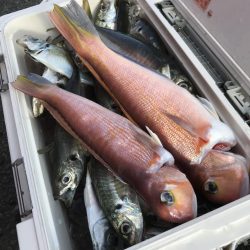 もと明丸 釣果