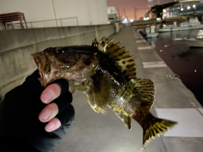 初メバルで、これはビビる