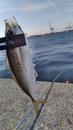 今年の初釣り