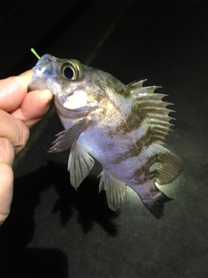 初釣りメバリング