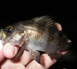 釣り初めIN淡路島