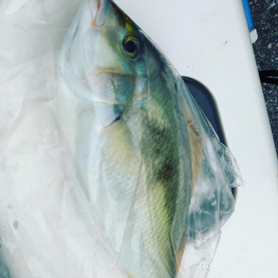 本部釣りイカダ 釣果