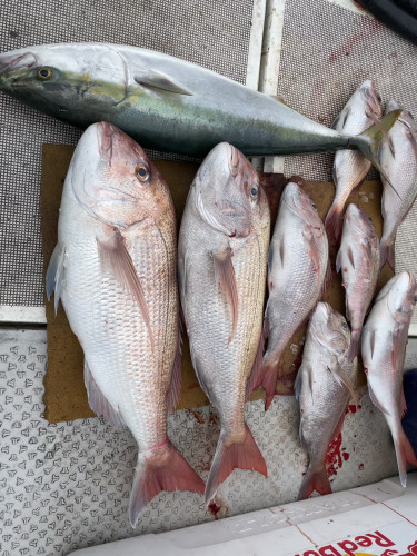 釣船 浦島太郎 釣果