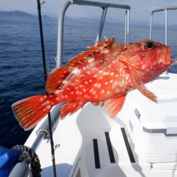 開進丸 釣果