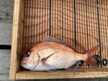 幸吉丸 釣果