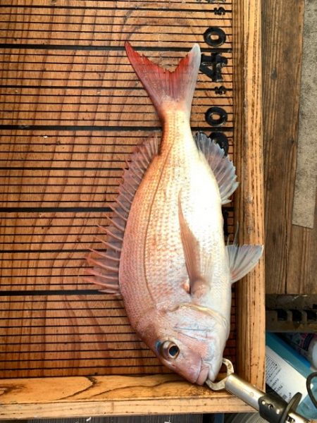 幸吉丸 釣果