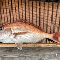 幸吉丸 釣果