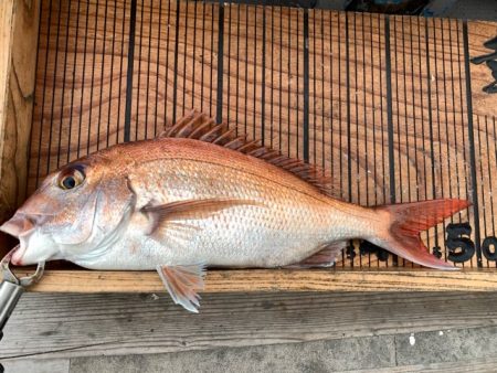 幸吉丸 釣果