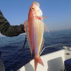 フィッシングボート空風（そらかぜ） 釣果