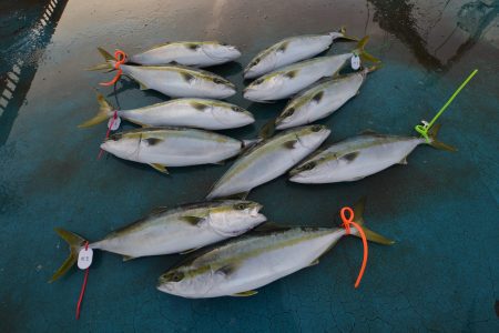 アジアマリンサービス 釣果