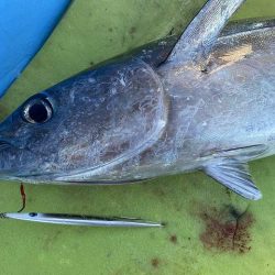 三吉丸 釣果