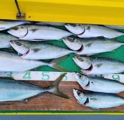 火遠理丸（ほおりまる） 釣果