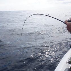 開進丸 釣果