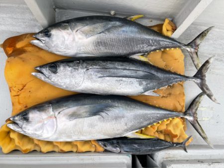 まると屋 釣果