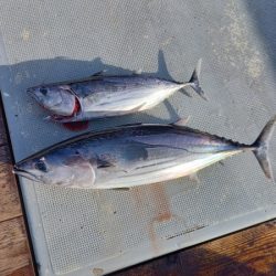 小海途 釣果