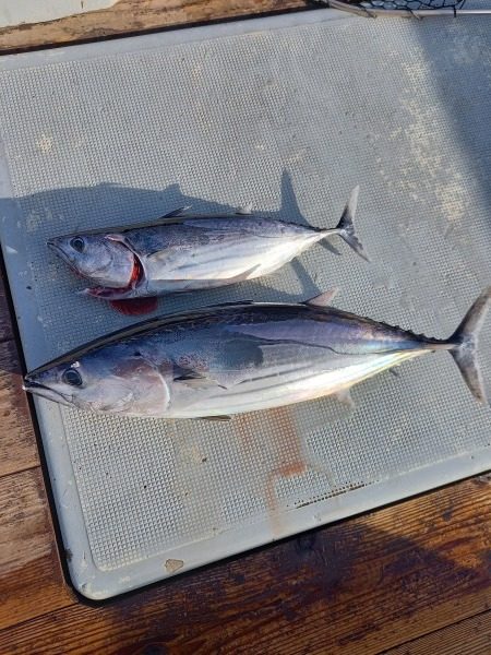 小海途 釣果