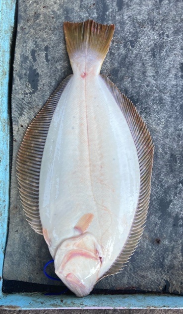 明神釣船 釣果