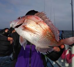 東京湾探釣隊ぼっち 釣果