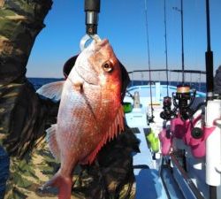 東京湾探釣隊ぼっち 釣果