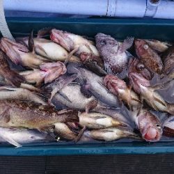 小樽港遊漁船ＳＨＡＫＥ 釣果