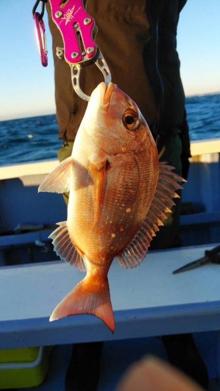 新幸丸 釣果