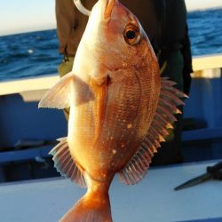 新幸丸 釣果