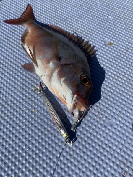 新幸丸 釣果