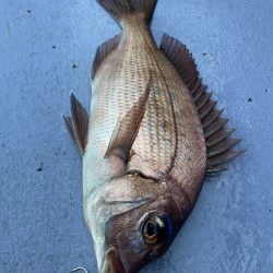 新幸丸 釣果