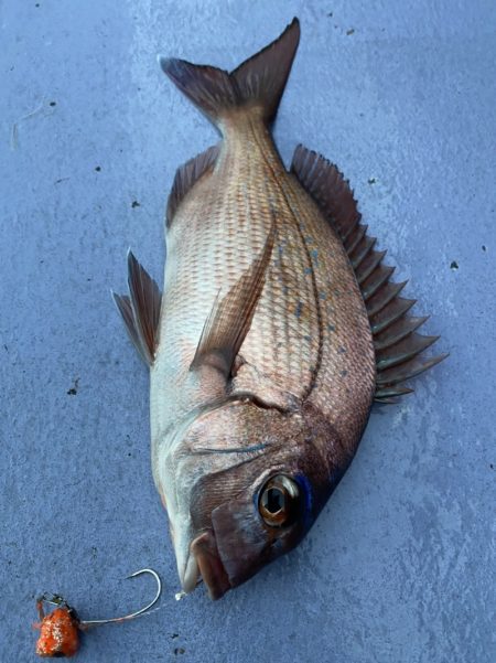 新幸丸 釣果