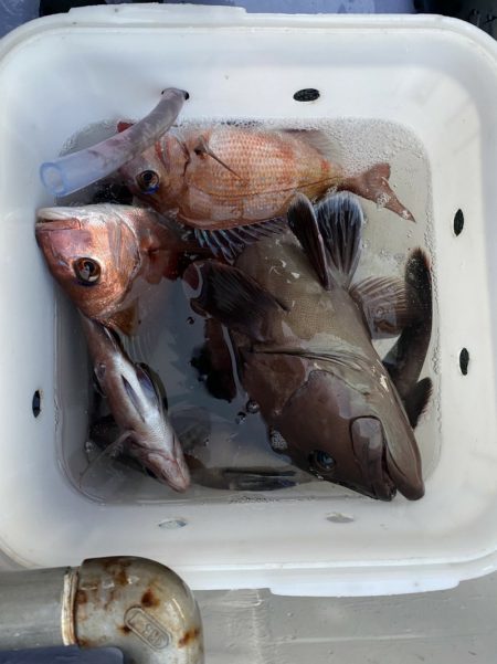 新幸丸 釣果