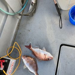 遊漁船高橋 釣果