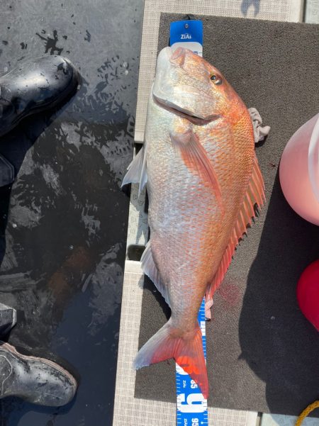 さくら丸 釣果