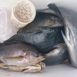 しば渡船 釣果