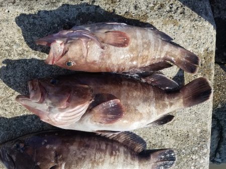 進誠丸 釣果