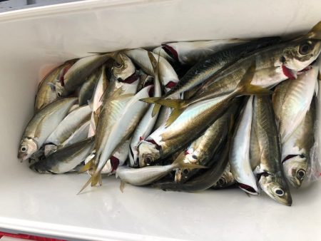 ヤザワ渡船 釣果