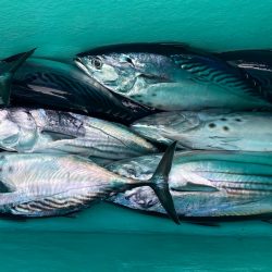 和栄丸 釣果