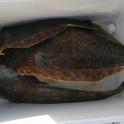 フィッシングガイド りょう 釣果