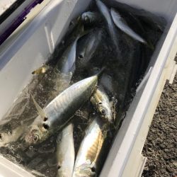 もと明丸 釣果