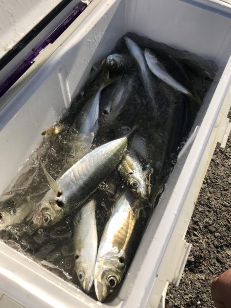 もと明丸 釣果