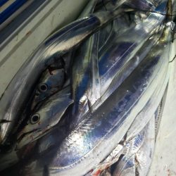 舵丸 釣果