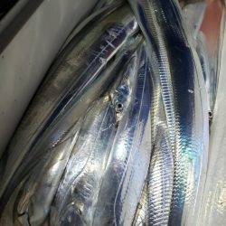 舵丸 釣果