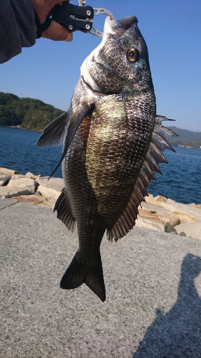 今年最大の引き