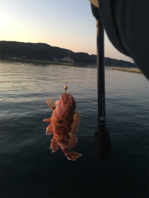 ひさびさの釣果❗️