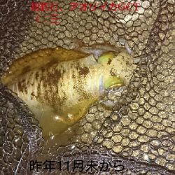 関西 アオリイカ 陸っぱり 釣り 魚釣り 釣果情報サイト カンパリ