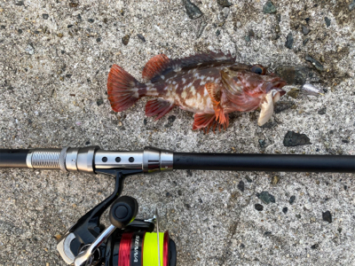 ガシラ穴釣り